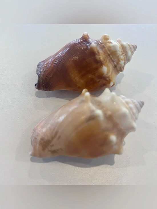 Two (2) Beautiful Shells - Picture 3 of 5